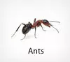 Pest Chase provides ant control