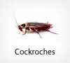 Pest Chase provides cockroach control