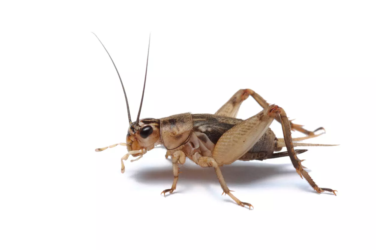Pest Chase provides cricket control