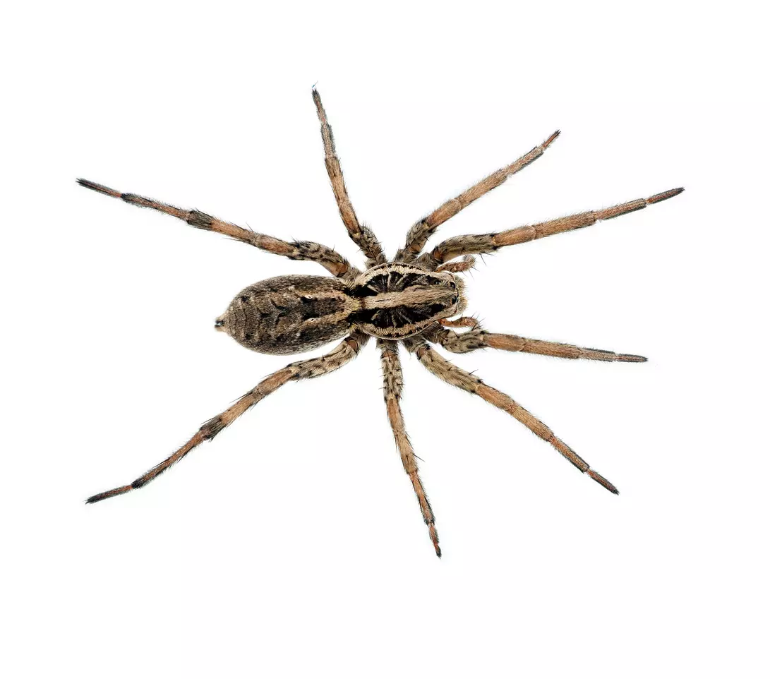 Pest Chase provides spider control
