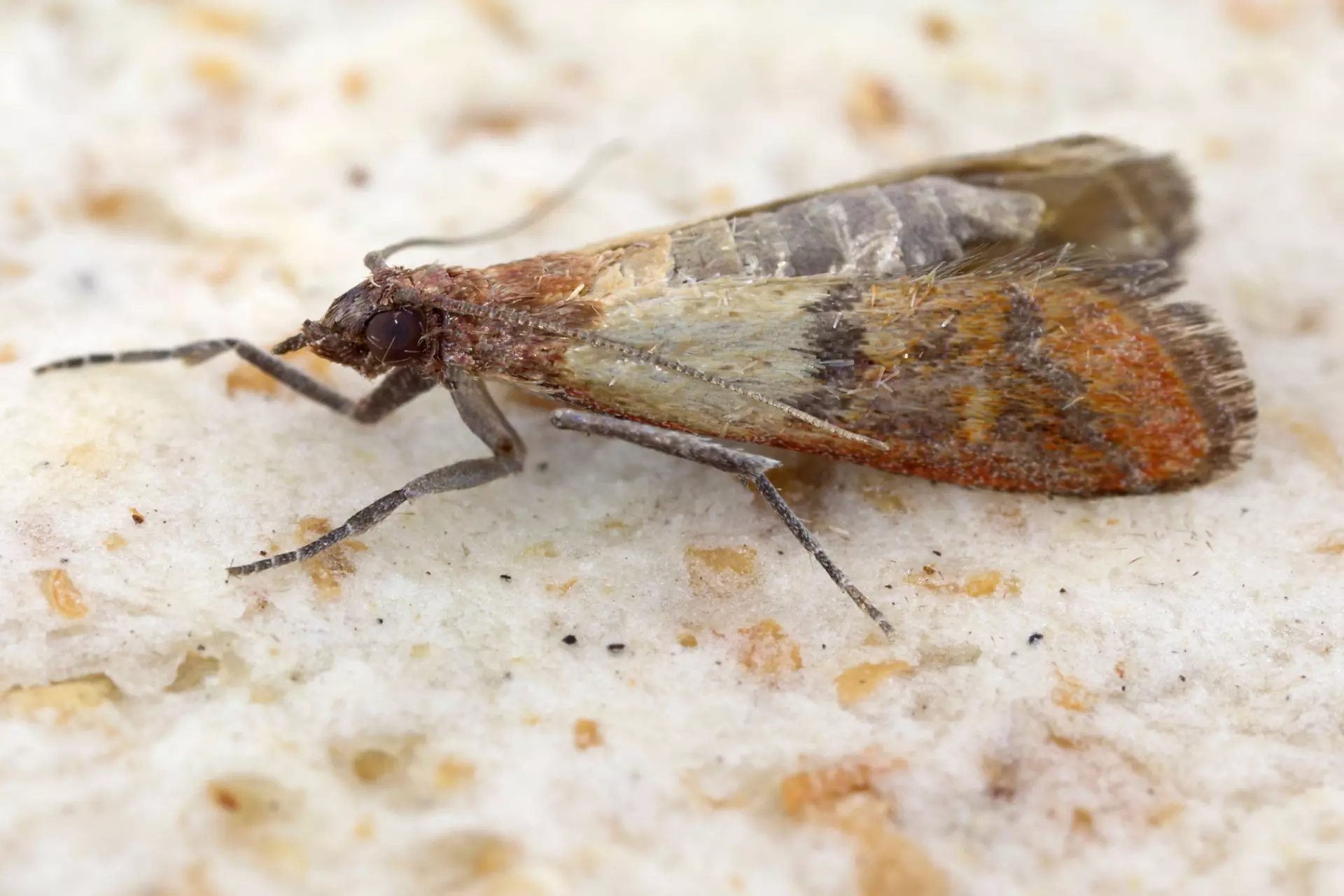Pest Chase provides pest control