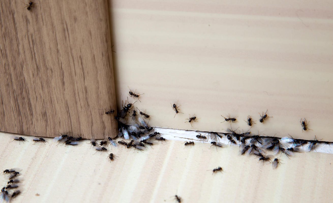 annandale ant