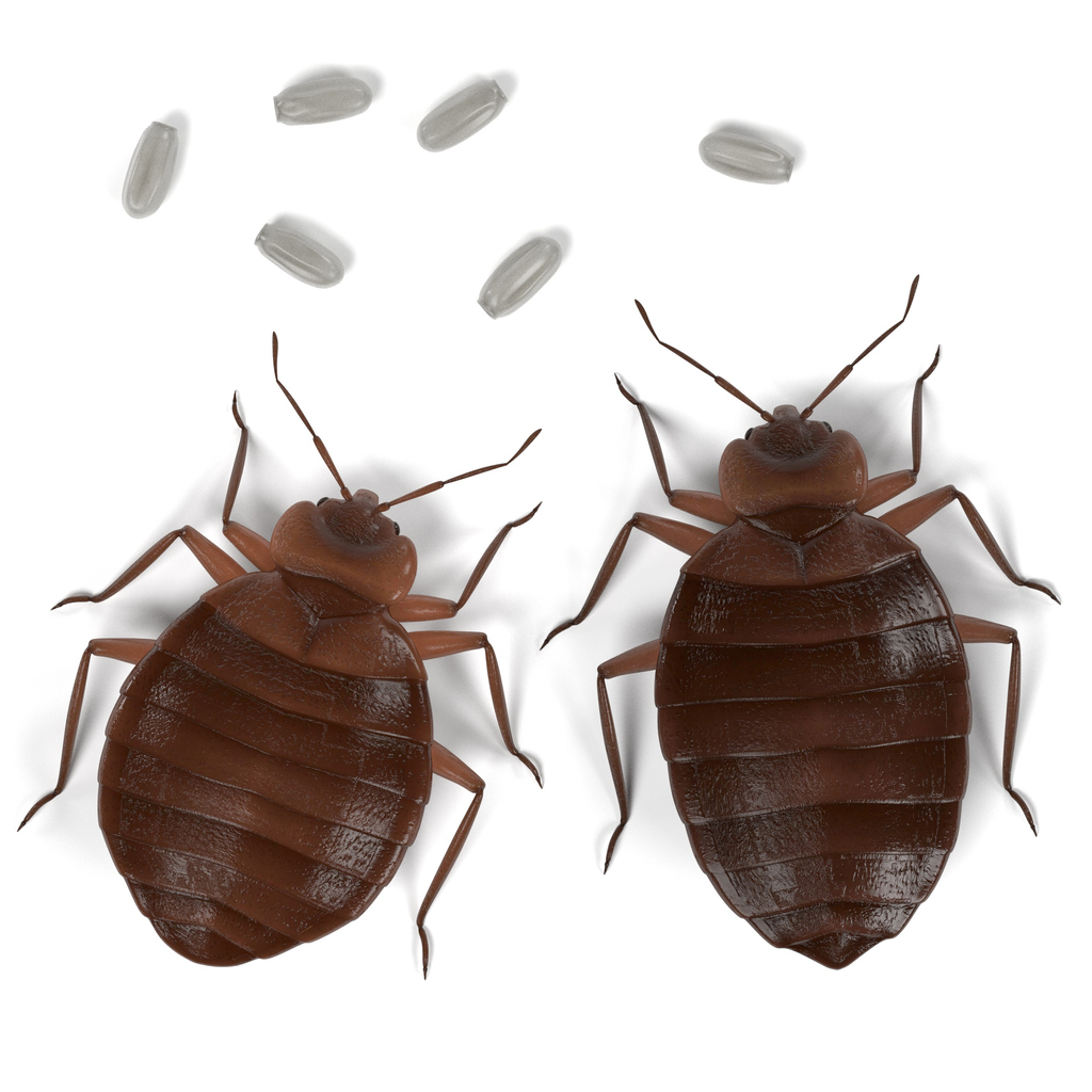 arlington bed bug