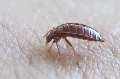 alexandria bed bugs