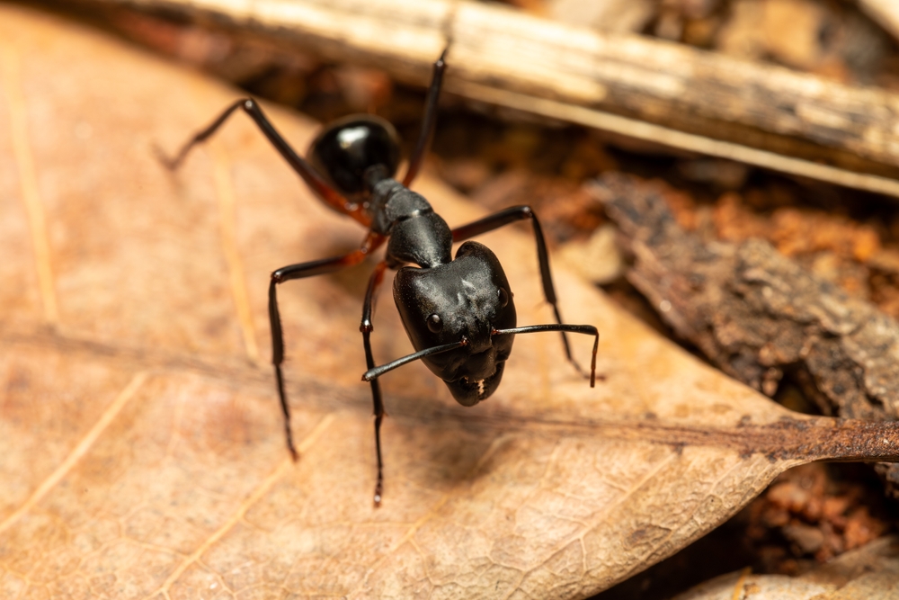 Pest Chase provides pest control