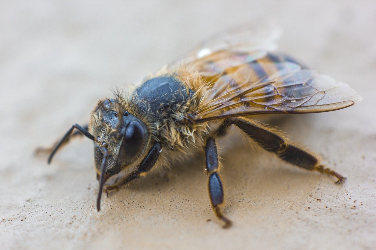 Pest Chase provides pest control