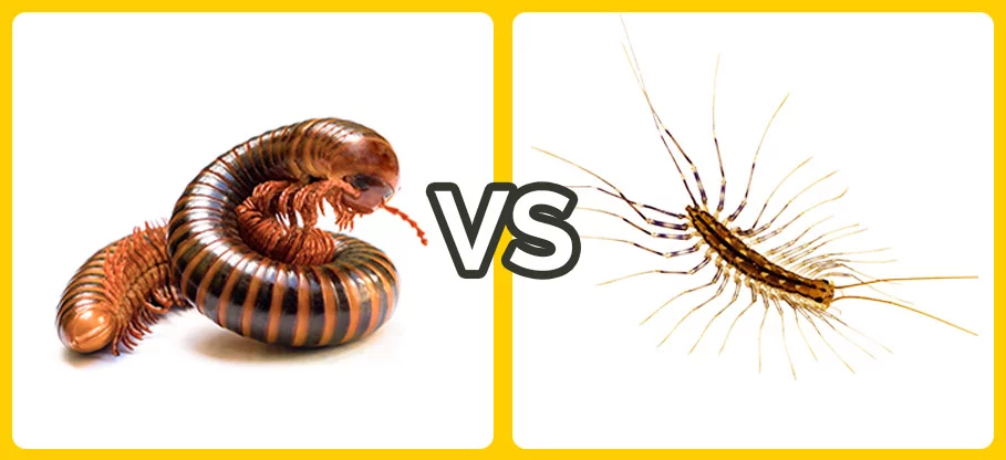 mclean centipede millipede