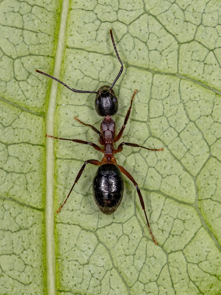 Pest Chase provides pest control