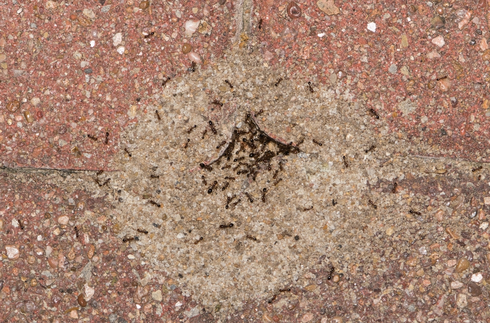 Pest Chase provides pest control