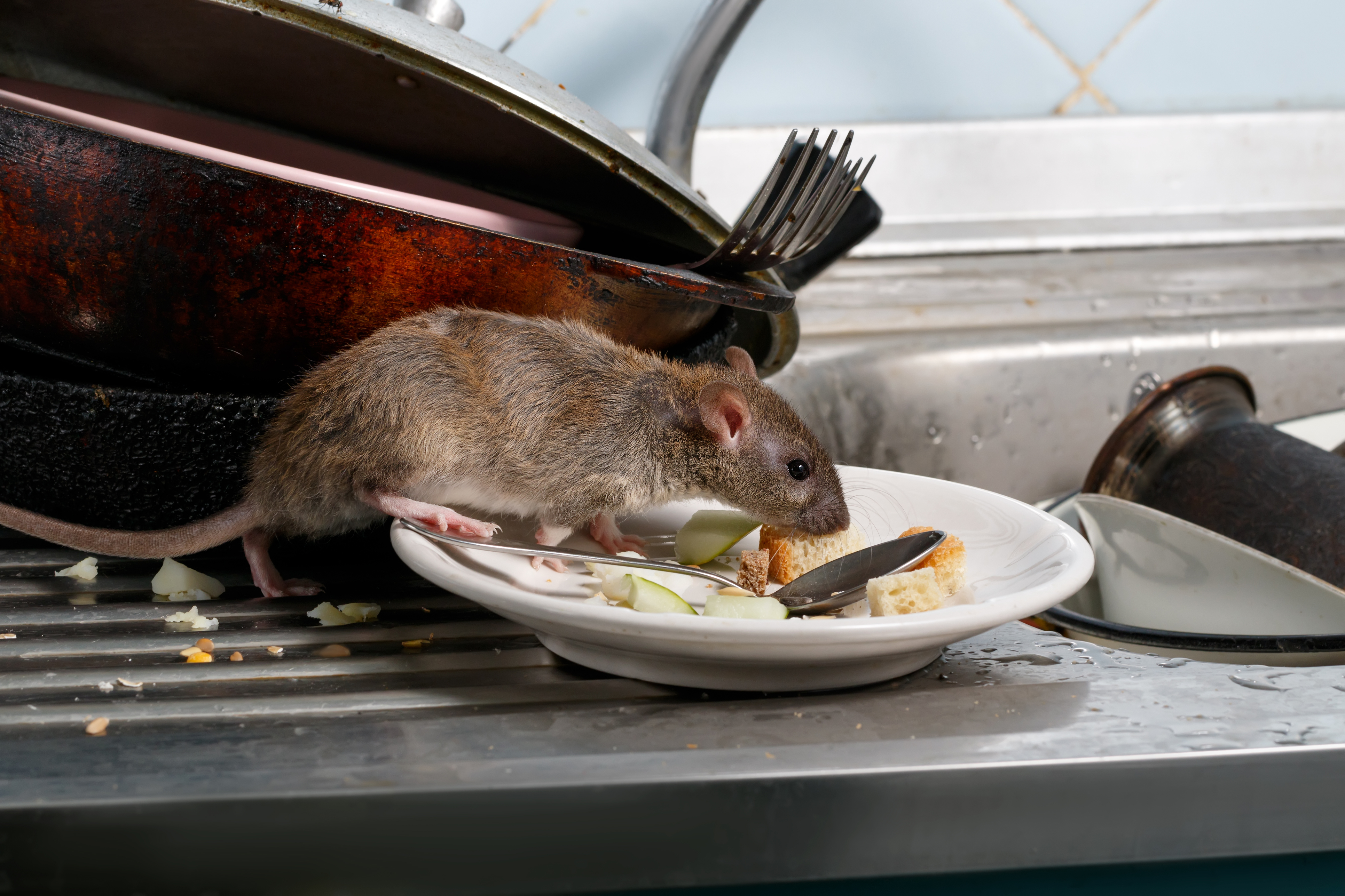 mclean rat mice