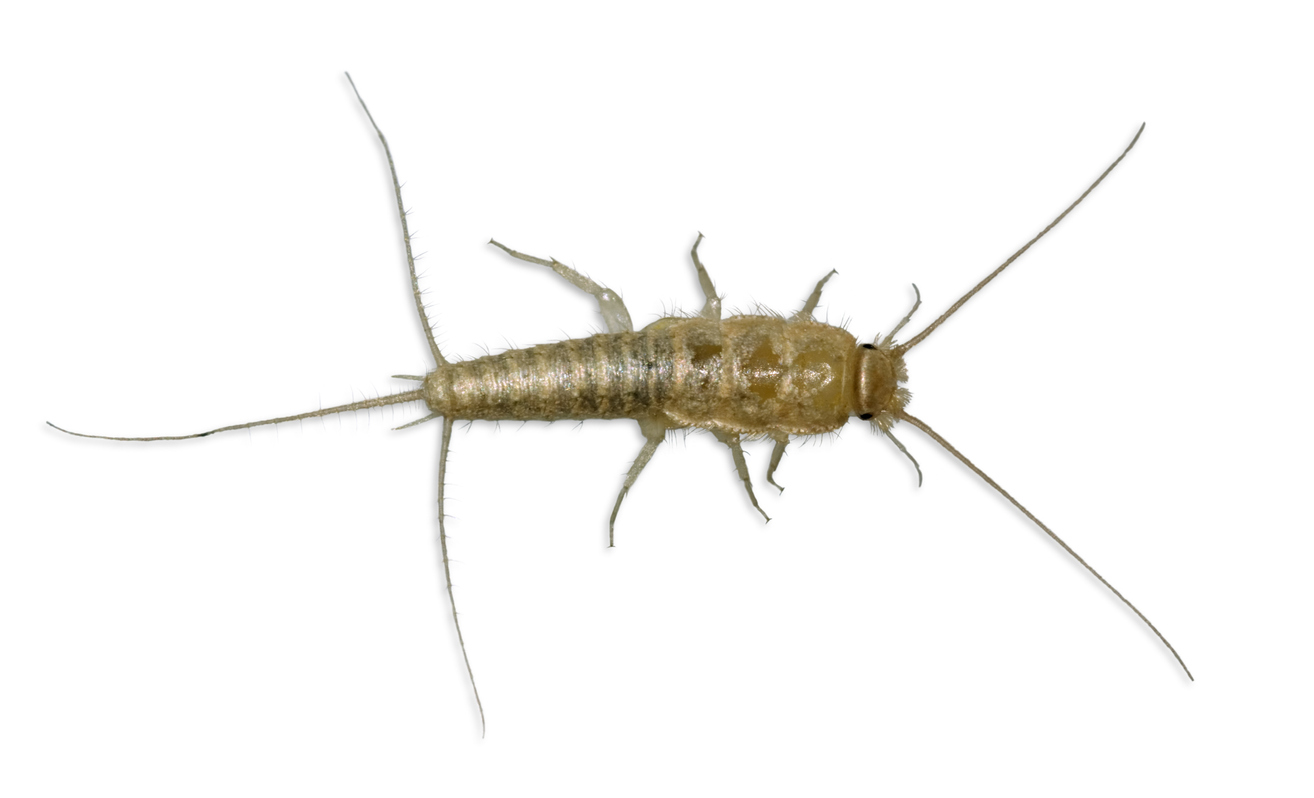 mclean silverfish