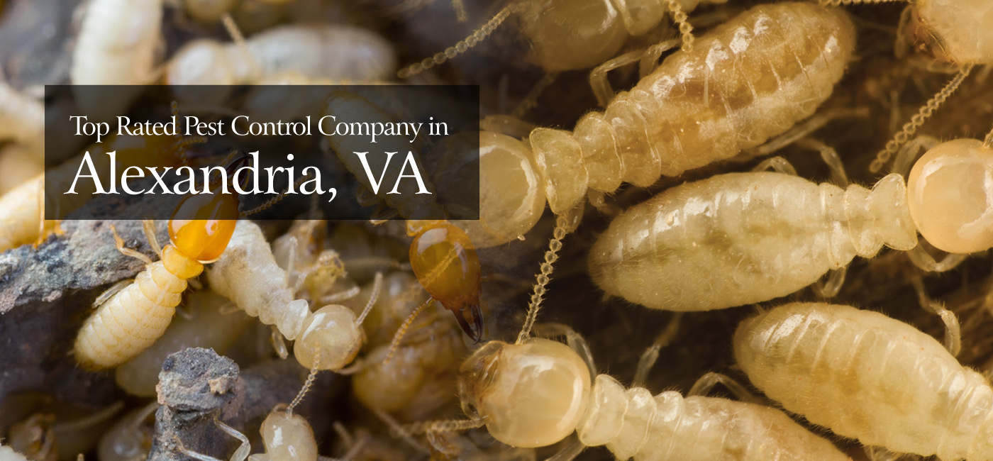 Best Pest Control in Alexandria