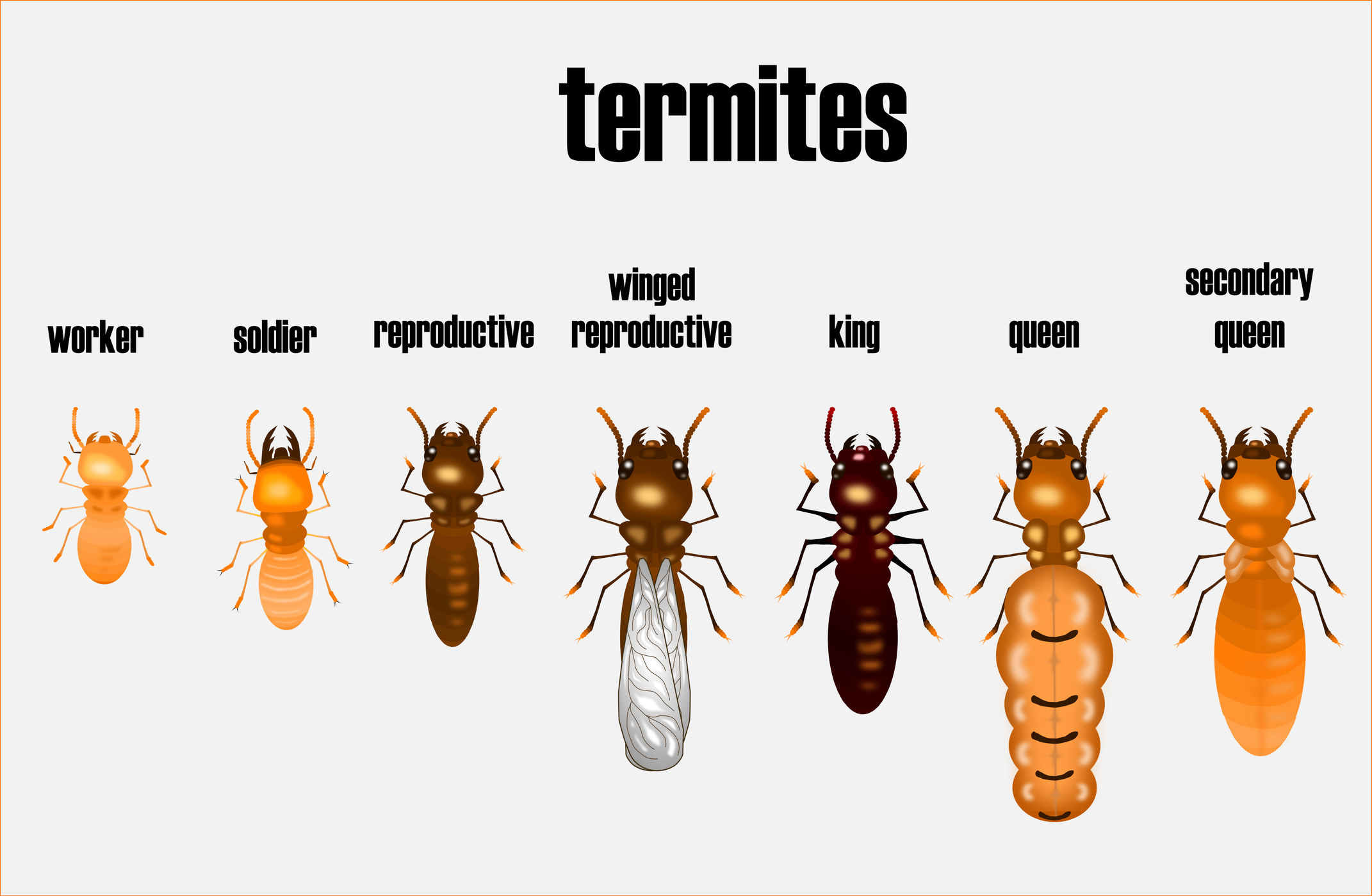 alexandria termite