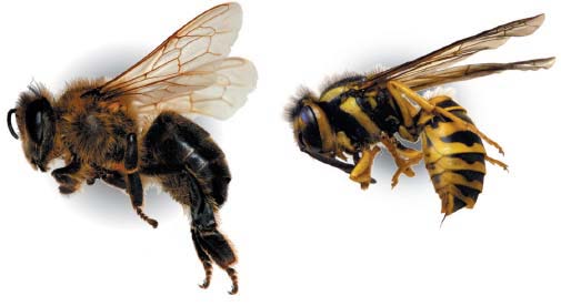 oakton wasp bee