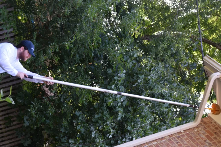 Wasp Nest Removal Strategies for Alexandria, VA