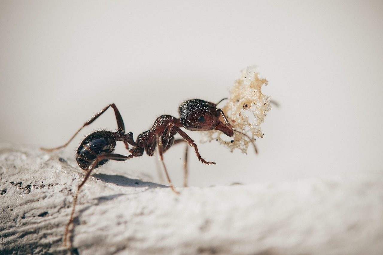 Effective Ant Control and Extermination Services in Northern Virginia And Maryland 1 Ant Control in Northern Virginia and Maryland