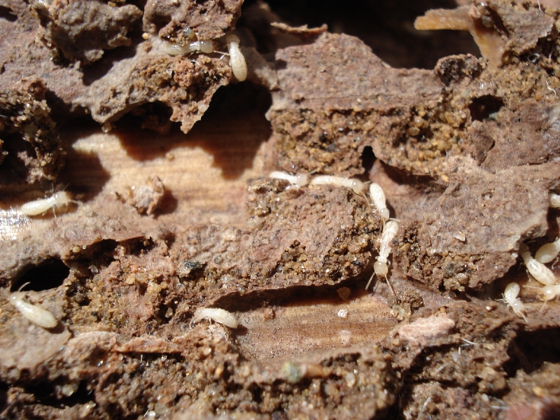 Woodbridge VA Pest Control Company, Pest Control Exterminators 13 Termite Control in Woodbridge, VA