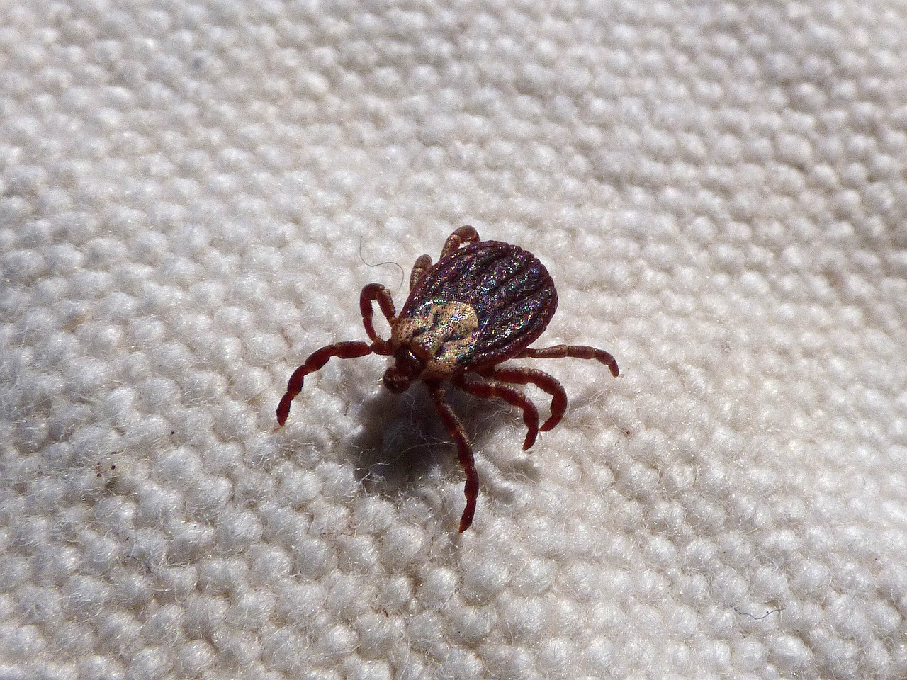 Woodbridge VA Pest Control Company, Pest Control Exterminators 14 Tick Control in Woodbridge, VA