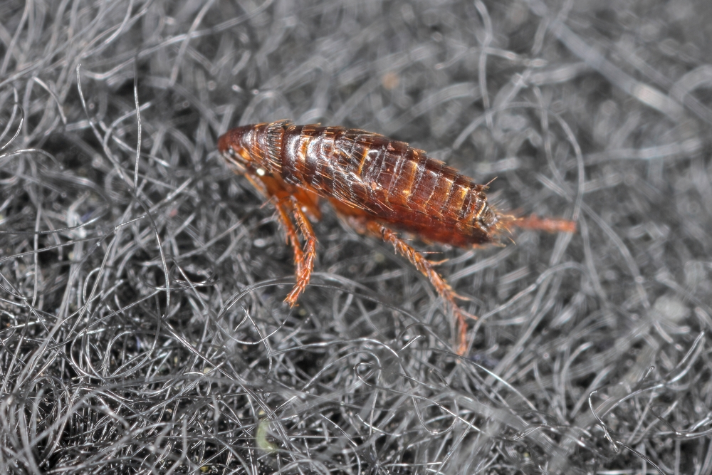 Franconia VA Pest Control Company, Pest Control Exterminators 8 Flea Control in Franconia, VA