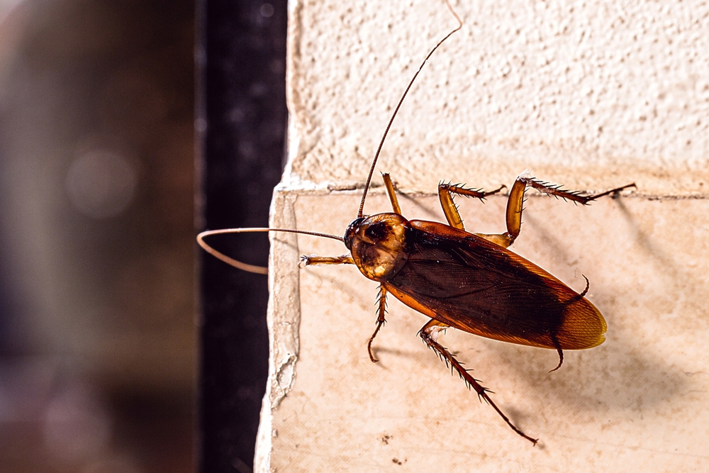 Woodbridge VA Pest Control Company, Pest Control Exterminators 7 Cockroach Control in Woodbridge, VA