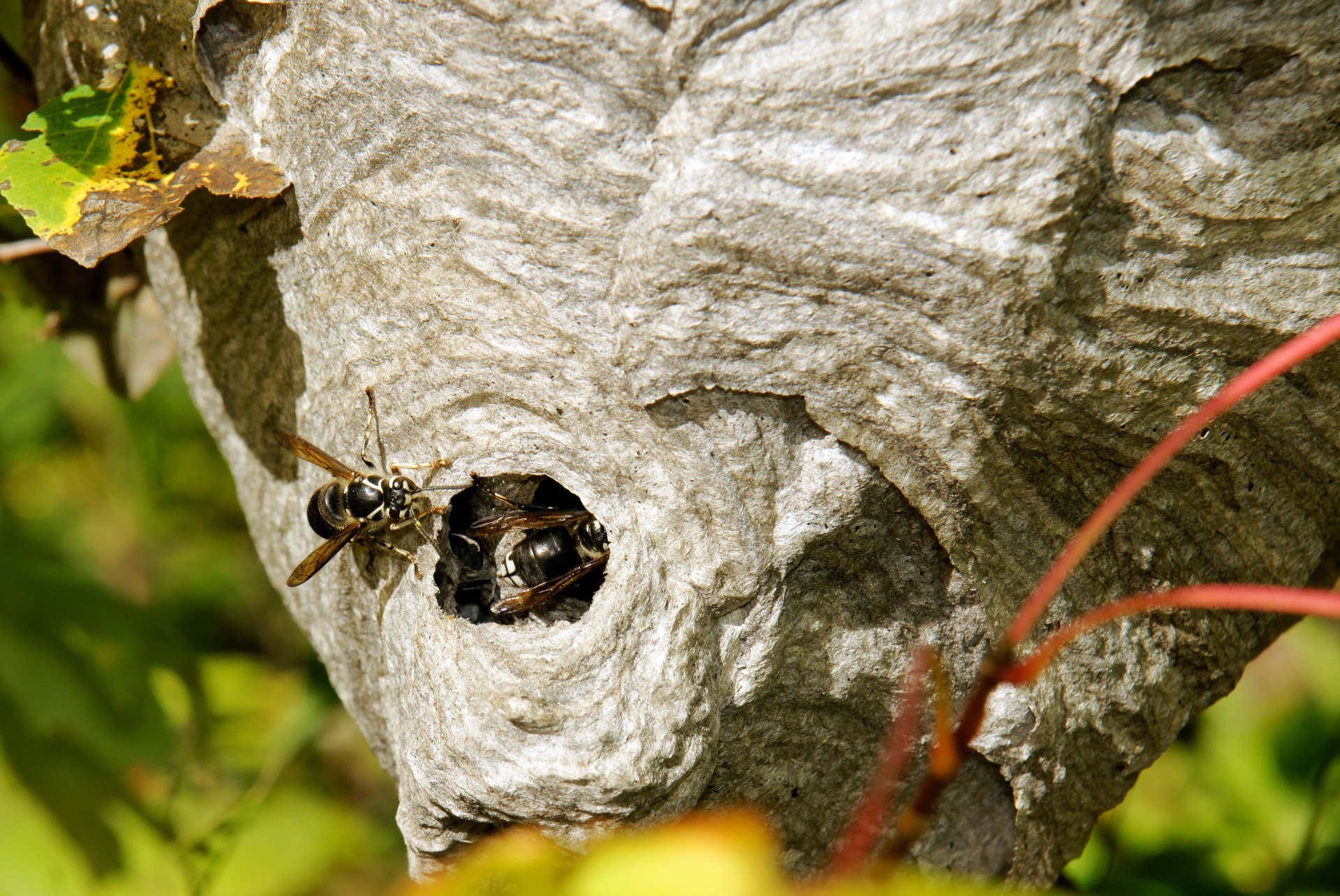 Woodbridge VA Pest Control Company, Pest Control Exterminators 6 Carpenter Bee Control in Woodbridge, VA