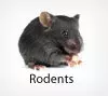 Effective Mice Control and Extermination Services in Alexandria VA 1 Mice control in Alexandria, VA
