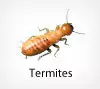 Effective Termite Control and Extermination Services in Alexandria VA 1 Termite control in Alexandria, VA