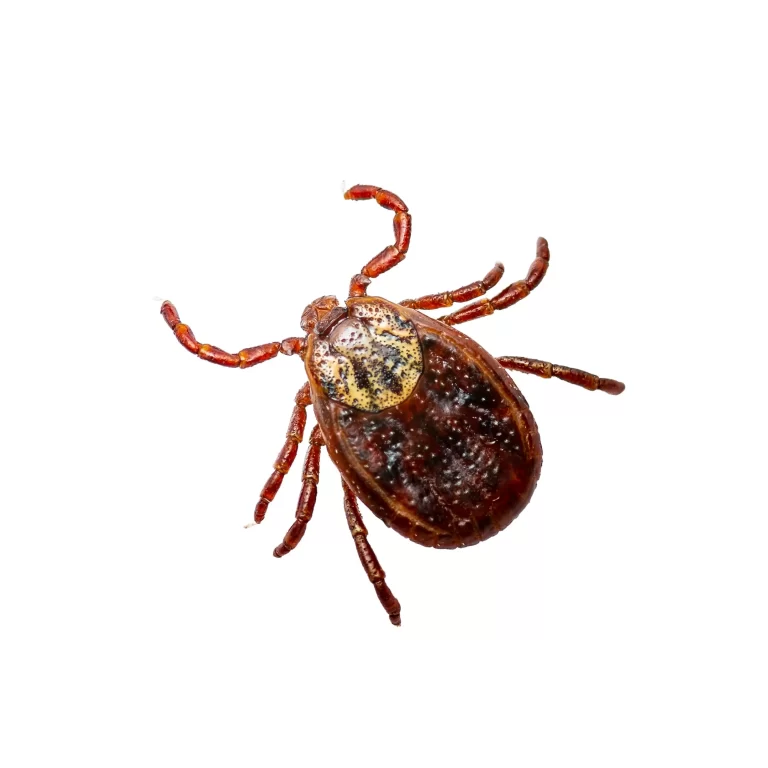 Tick Control and Lyme Disease Prevention in Alexandria, VA
