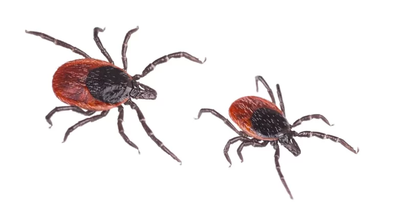 Dealing with Ticks in Spring
