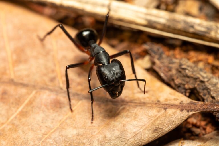 Comprehensive Guide to Ant Control in Alexandria