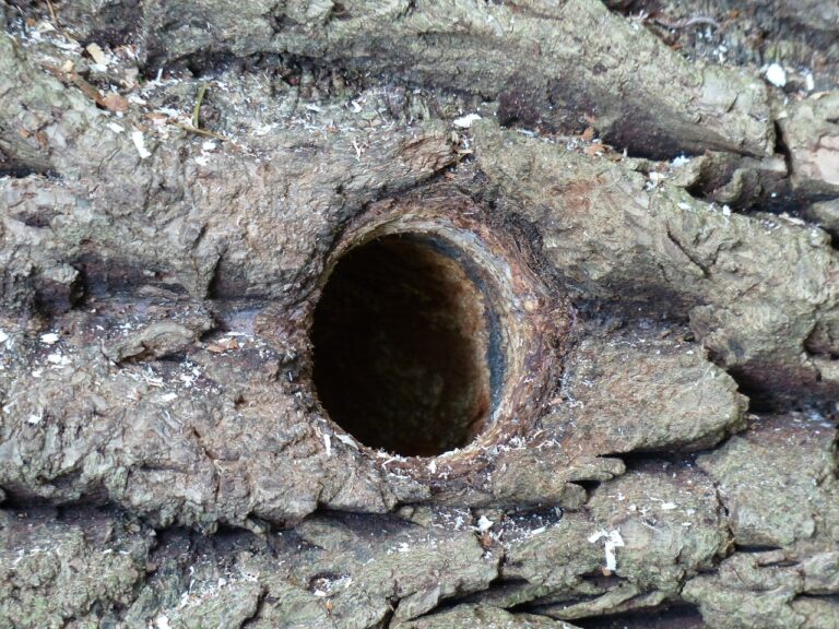 Eco-Friendly Termite Control Solutions
