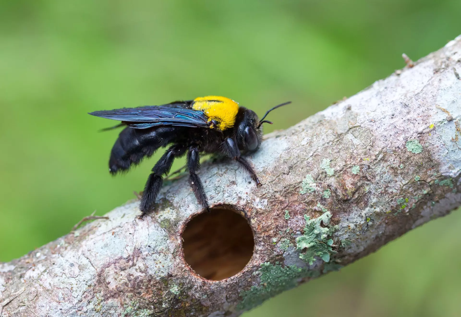 Effective Carpenter Bees Control and Extermination Services in Northern Virginia And Maryland 1 Carpenter Bee Control in Northern Virginia and Maryland