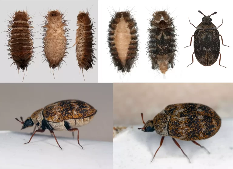 How to Build Your Own Pest Control Kit for Alexandria, VA