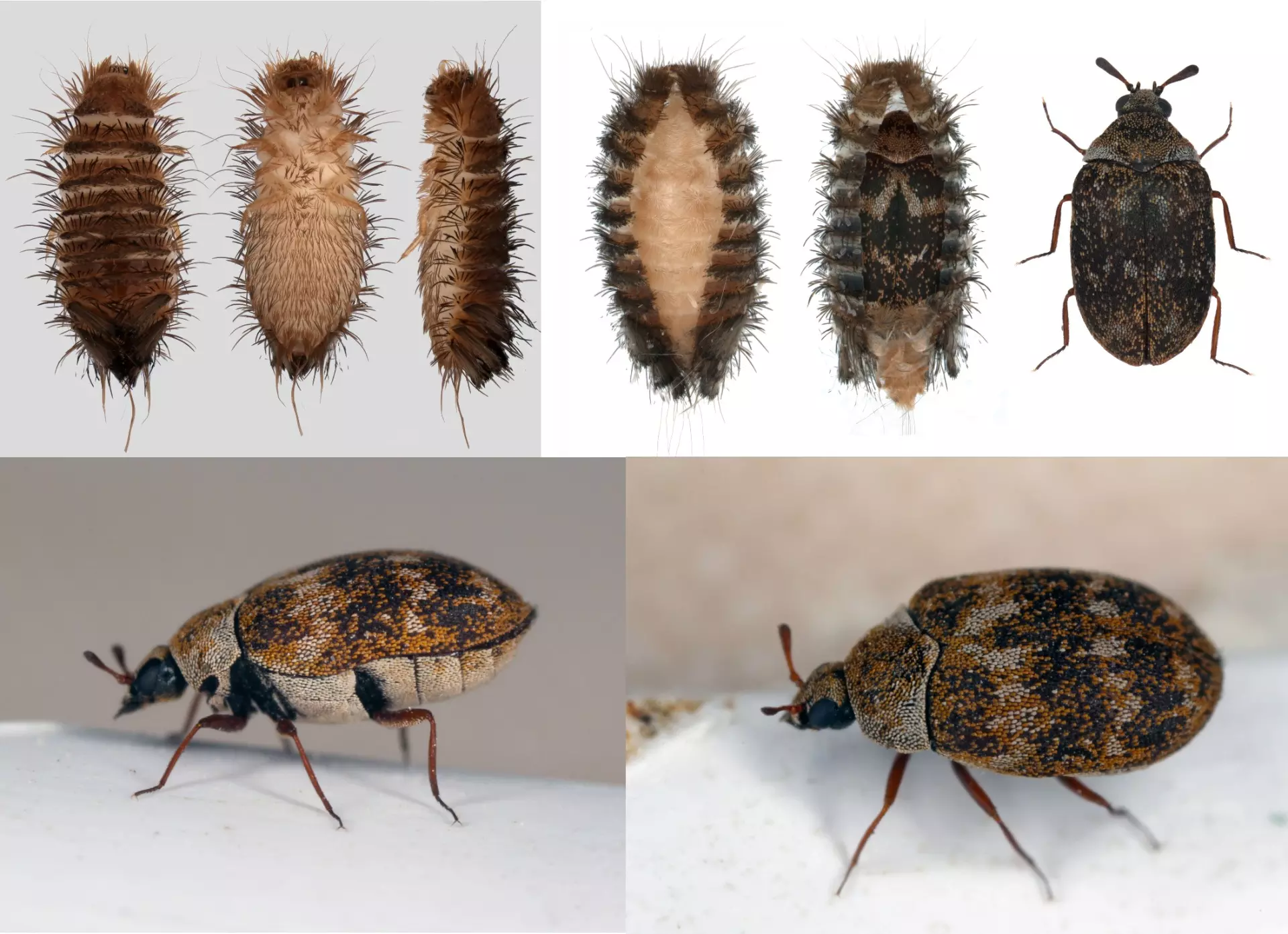 How to Build Your Own Pest Control Kit for Alexandria, VA 1 How To Build Your Own Pest Control Kit For Alexandria Va - Pest Chase