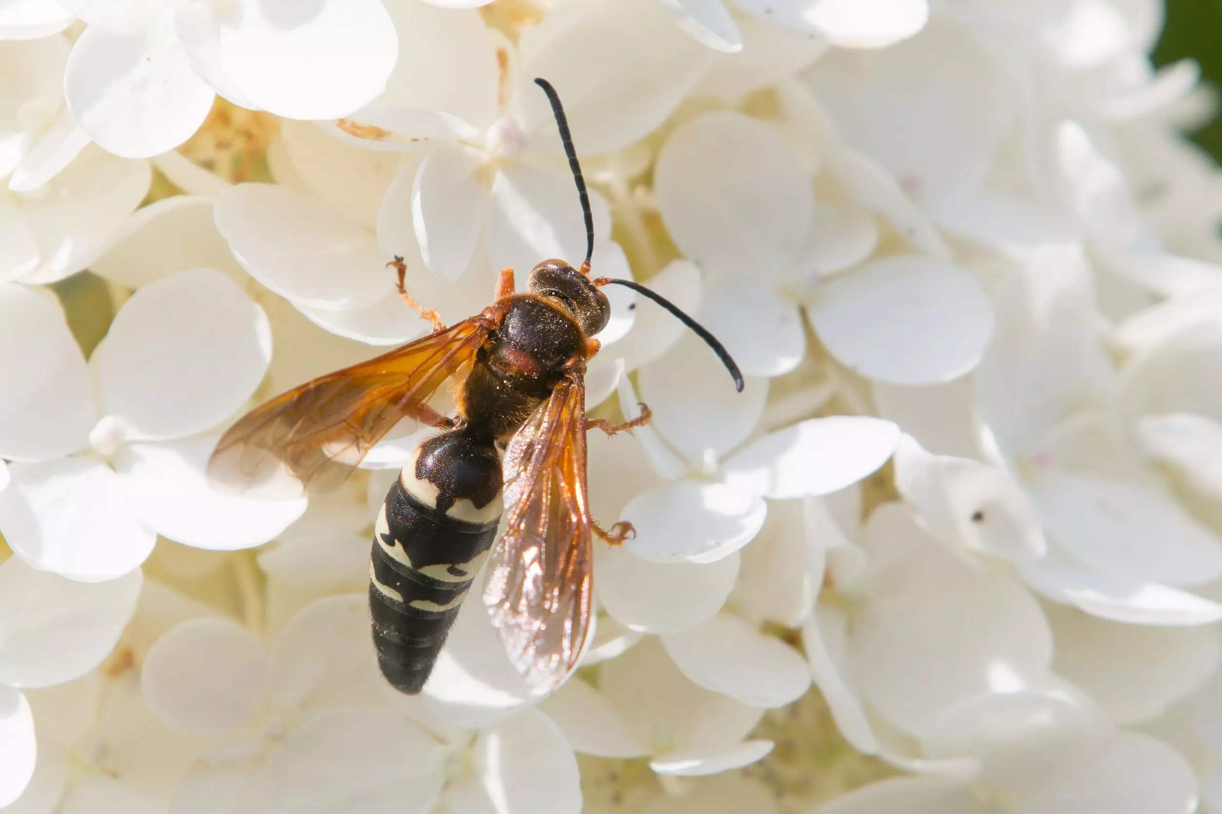 Dealing with Wasps and Hornets in Alexandria, VA 1 Dealing With Wasps And Hornets In Alexandria Va - Pest Chase