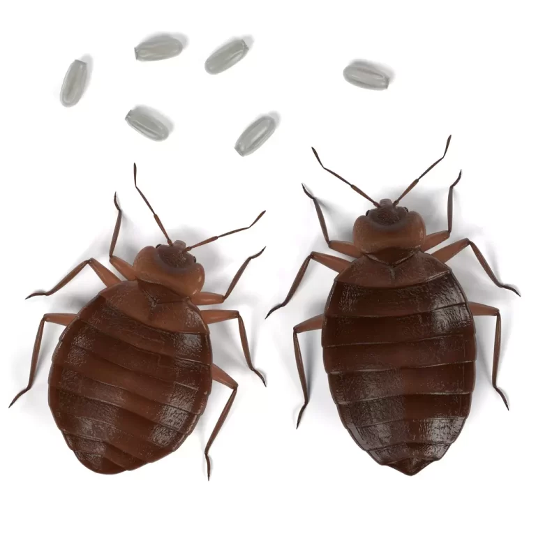 How to Exterminate Bed Bugs in Alexandria, VA