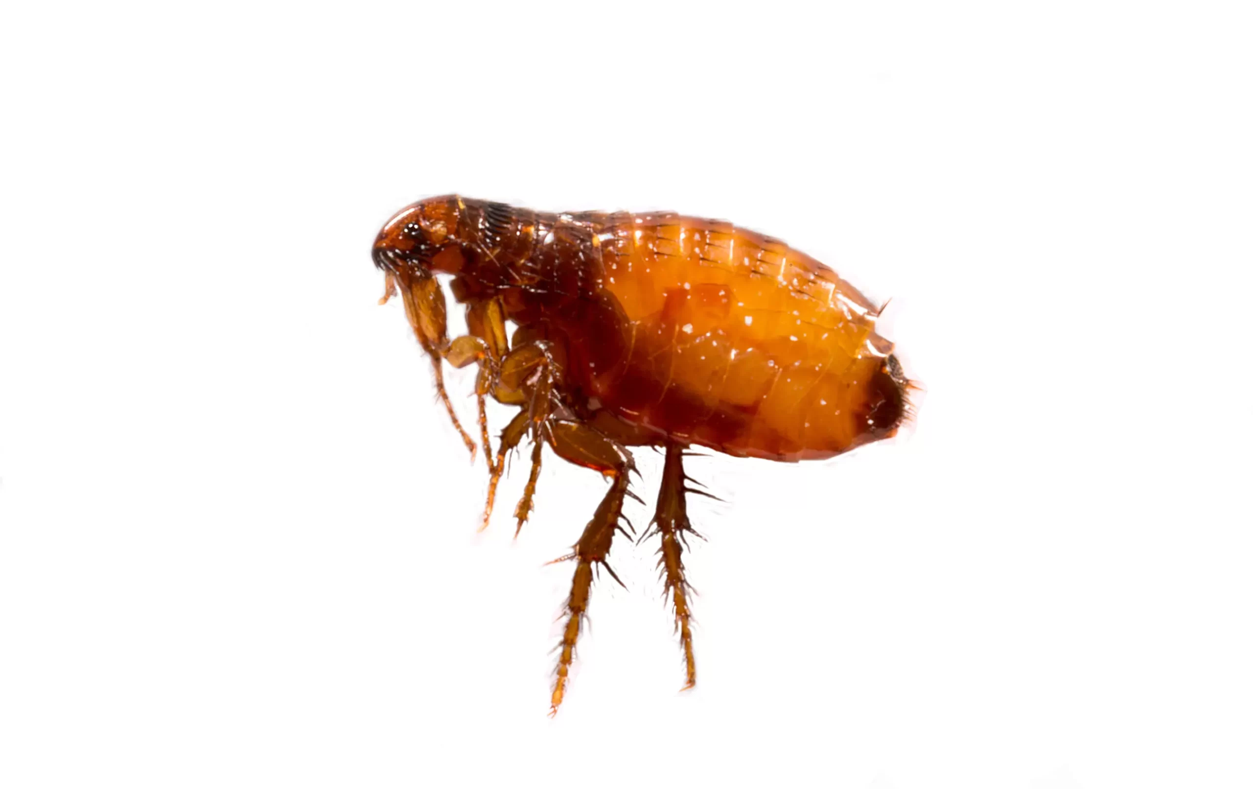 How to Use Essential Oils for DIY Pest Control in Alexandria, VA 1 How To Use Essential Oils For Diy Pest Control In Alexandria Va - Pest Chase