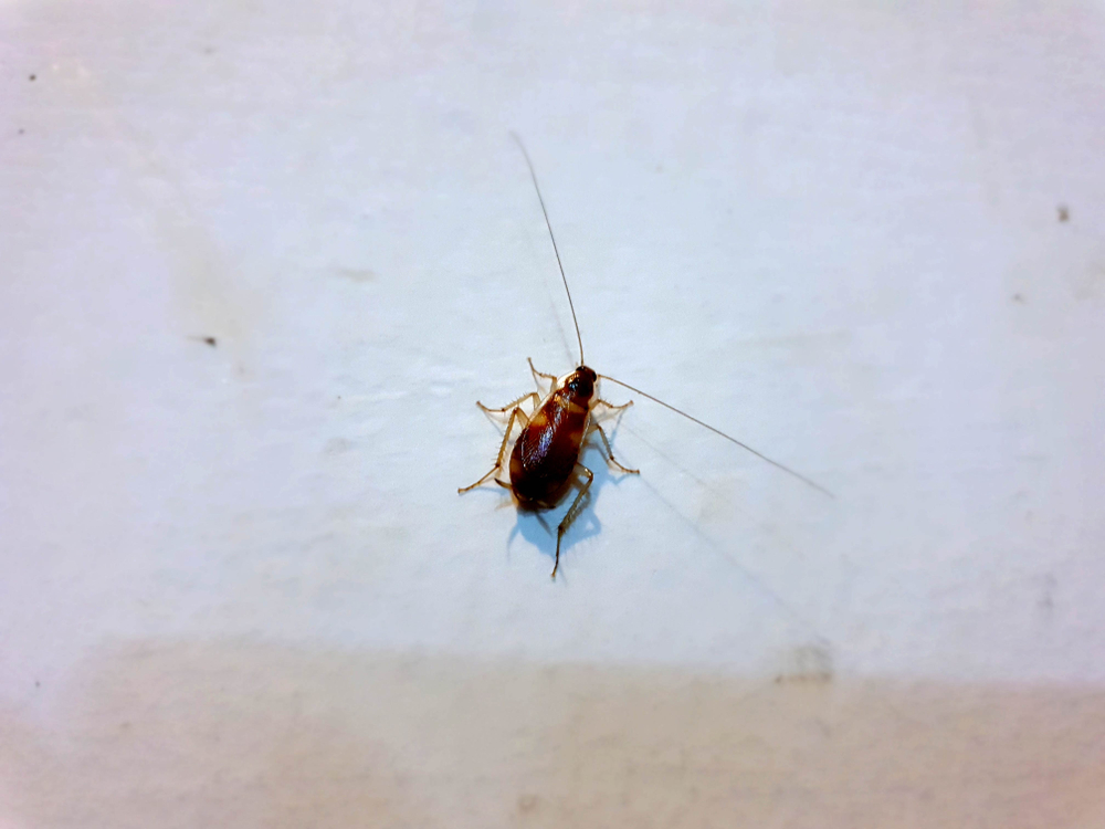 Effective Roach Control and Extermination Services in Northern Virginia And Maryland 1 Cockroach Control in Northern Virginia and Maryland