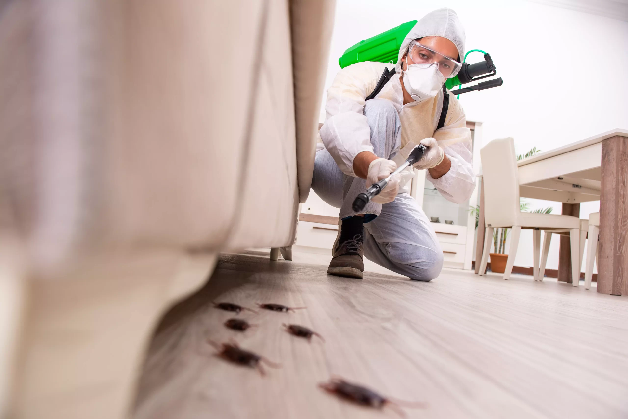 Top Rat Extermination Solutions in Alexandria, VA 1 Rat Extermination Alexandria Va - Pest Chase