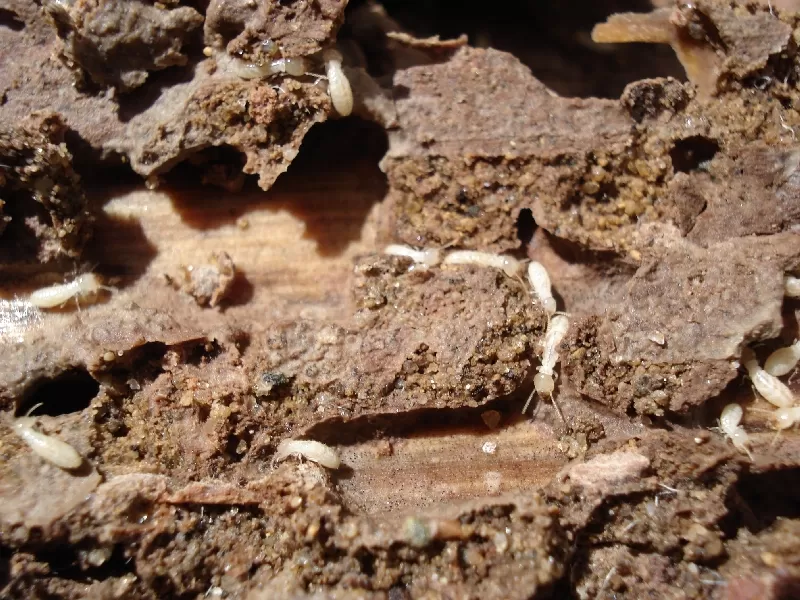How to Prevent and Manage Termite Infestations in Alexandria, VA 1 How To Prevent And Manage Termite Infestations In Alexandria Va - Pest Chase