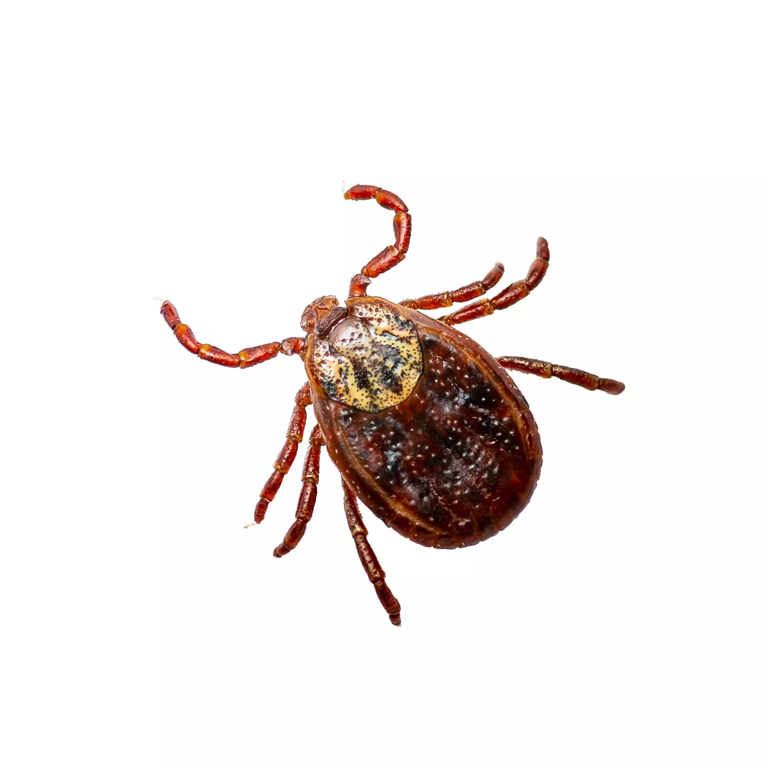 Oakton VA Pest Control Company, Pest Control Exterminators 13 Tick Control in Oakton, VA