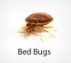 Effective Bed Bugs Control and Extermination Services in Oakton VA 1 Bed bug control in Oakton, VA