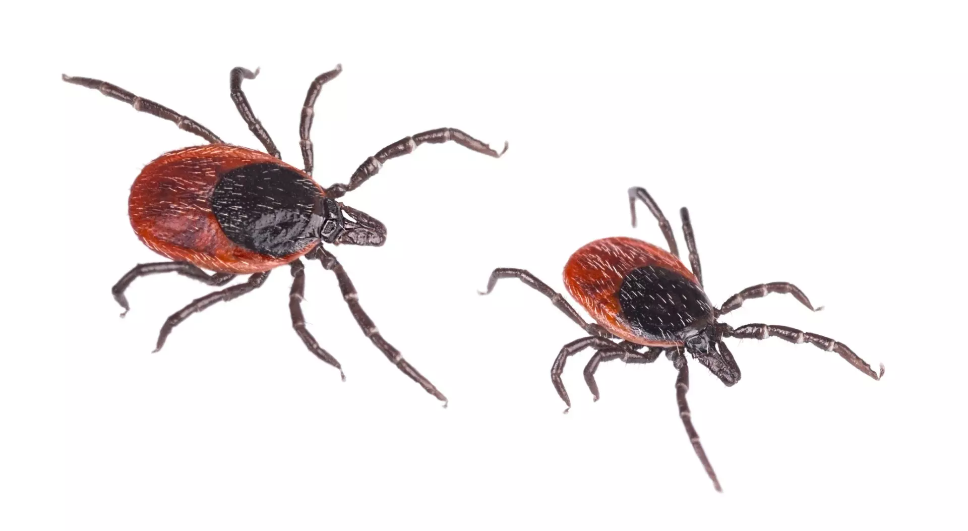 Effective Tick Control and Extermination Services in Oakton VA 1 Tick control in Oakton, VA