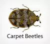 Effective Beetles Control and Extermination Services in Oakton VA 1 Beetle control in Oakton, VA