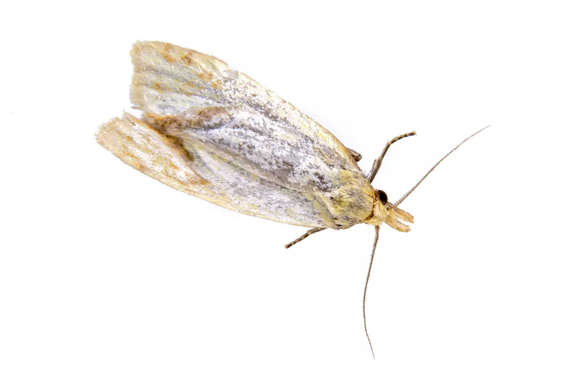 Oakton VA Pest Control Company, Pest Control Exterminators 11 Moth Control in Oakton, VA