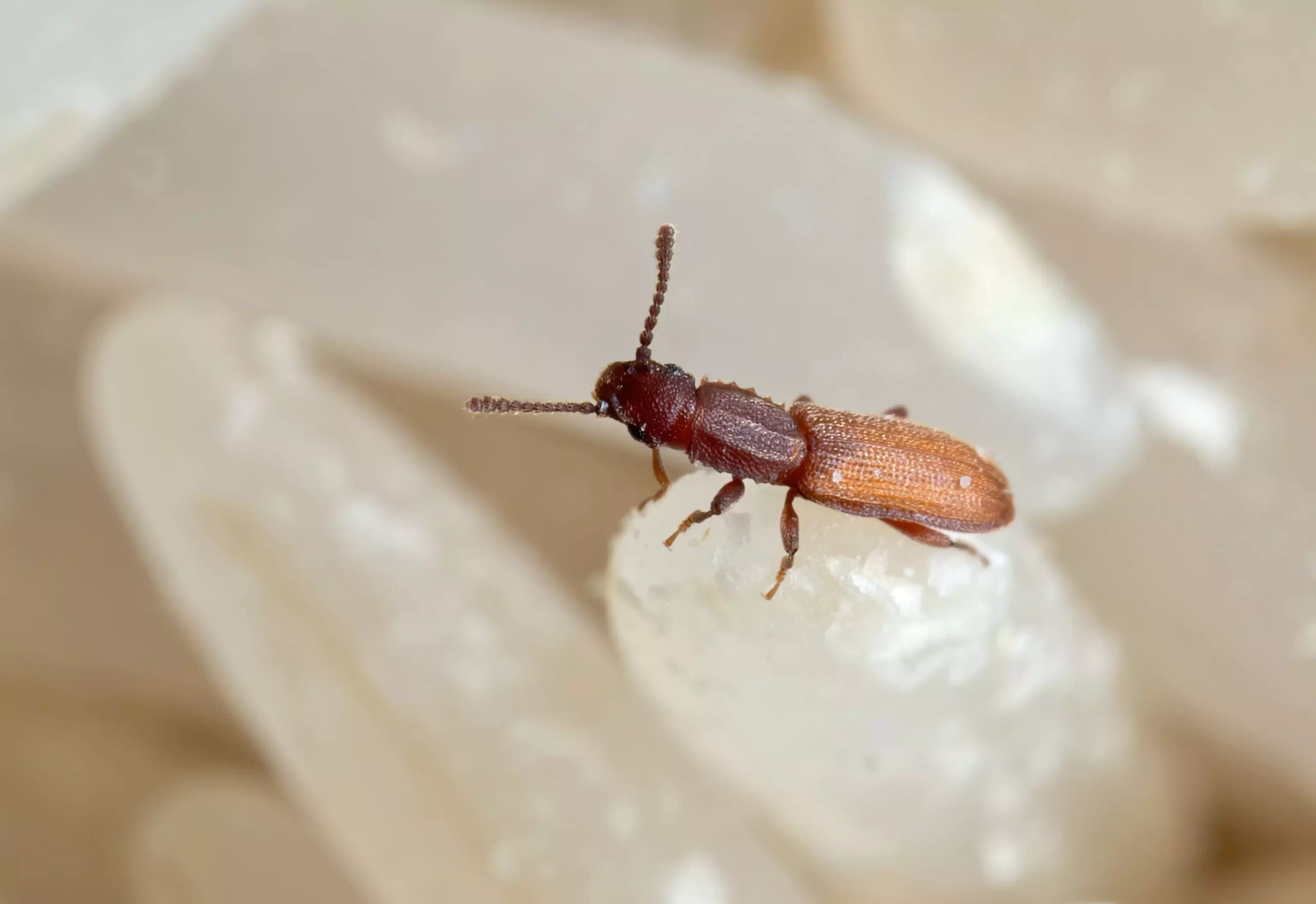 Oakton VA Pest Control Company, Pest Control Exterminators 5 Beetle Control in Oakton, VA