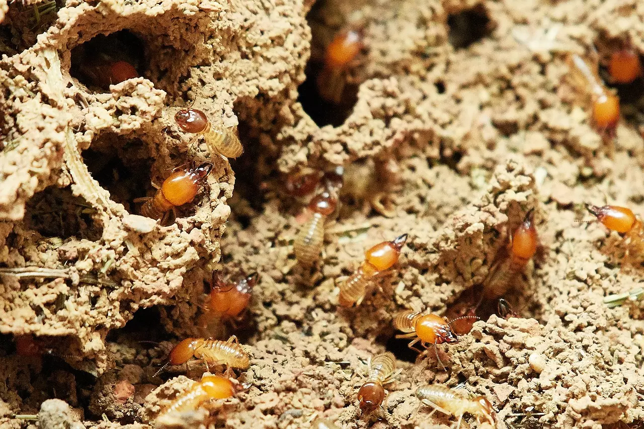 Oakton VA Pest Control Company, Pest Control Exterminators 12 Termite Control in Oakton, VA