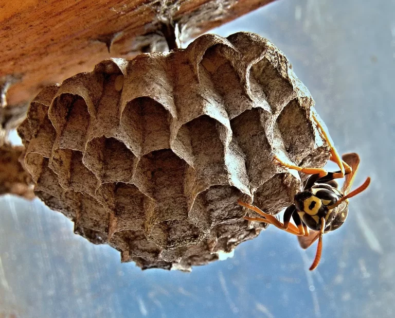DIY Bee Removal Tips for Alexandria, VA