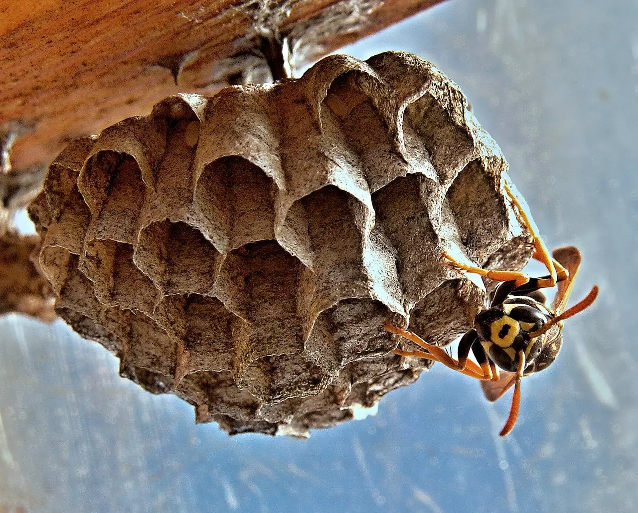 DIY Bee Removal Tips for Alexandria, VA 1 Diy Bee Removal Tips For Alexandria Va - Pest Chase