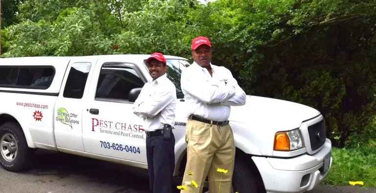 Effective Termite Control in Alexandria, VA